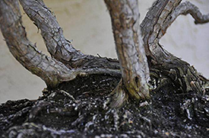 图解 杜松盆景怎么盘扎的5个技术