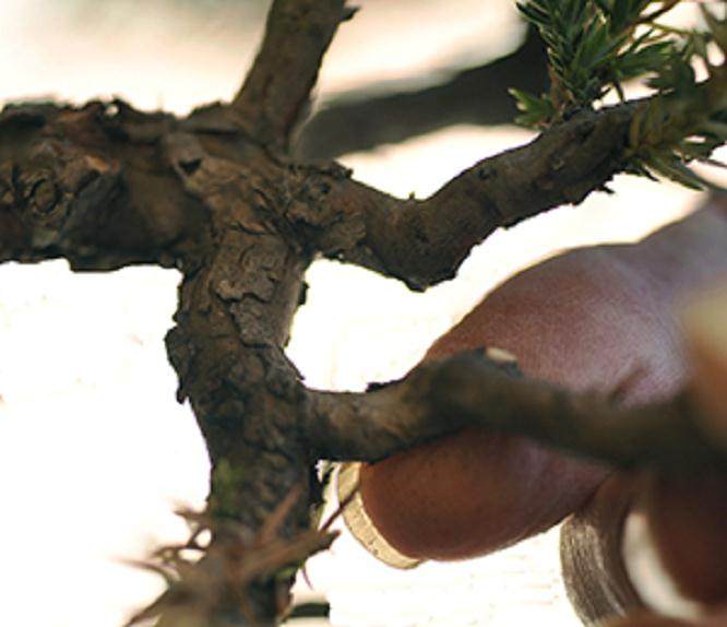 图解 杜松盆景怎么盘扎的5个技术