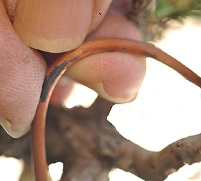 图解 杜松盆景怎么盘扎的5个技术