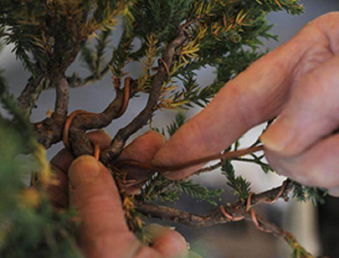 图解 杜松盆景怎么盘扎的5个技术