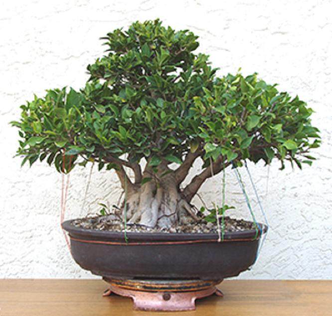 图解 杜松盆景怎么盘扎的5个技术