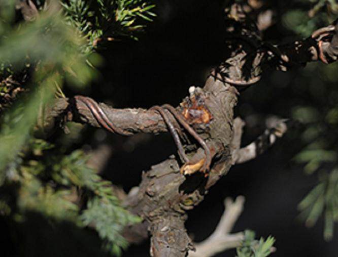 图解 杜松盆景怎么盘扎的5个技术