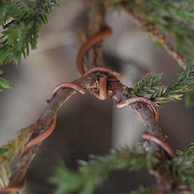 图解 杜松盆景怎么盘扎的5个技术