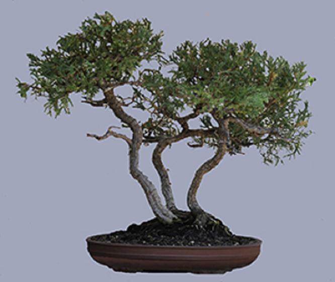 图解 杜松盆景怎么盘扎的5个技术