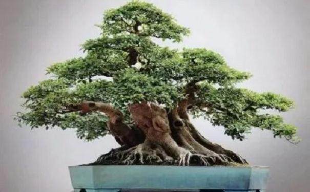 如何制作榕树盆景?