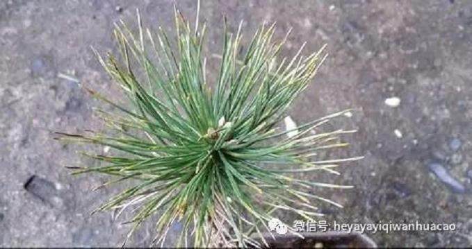 图解 黑松盆景的发病途径及徵状