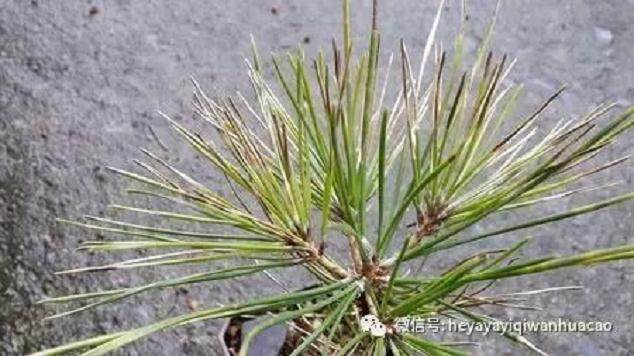 图解 黑松盆景的发病途径及徵状