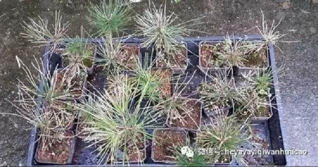 图解 黑松盆景的发病途径及徵状