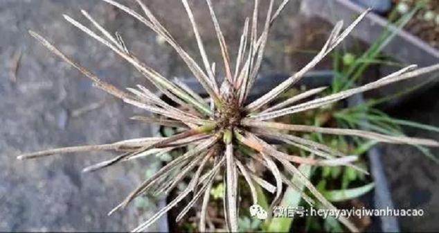 图解 黑松盆景的发病途径及徵状