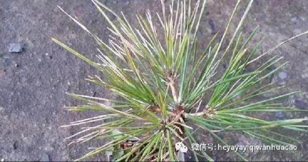 图解 黑松盆景的发病途径及徵状