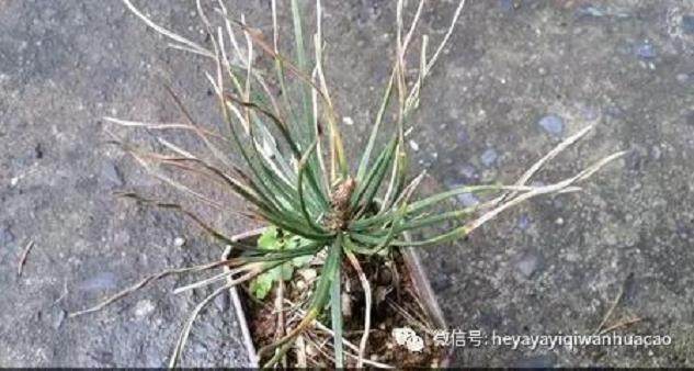 图解 黑松盆景的发病途径及徵状