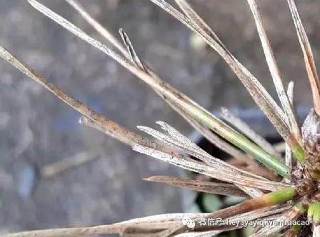 图解 黑松盆景的发病途径及徵状