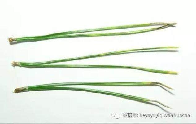 图解 黑松盆景的发病途径及徵状