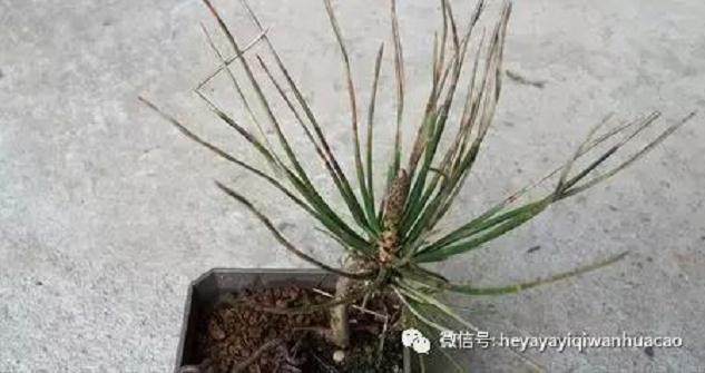 图解 黑松盆景的发病途径及徵状