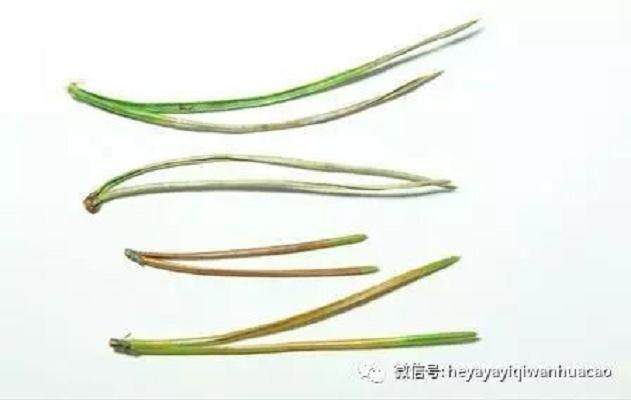 图解 黑松盆景的发病途径及徵状