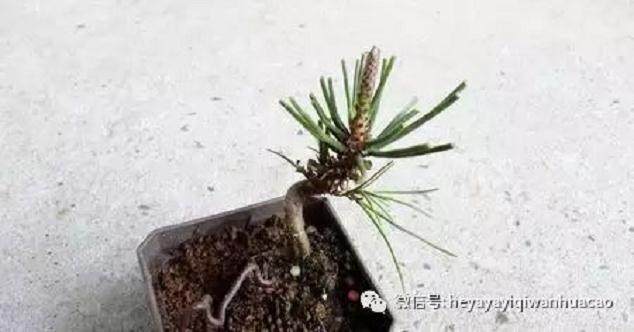 图解 黑松盆景的发病途径及徵状