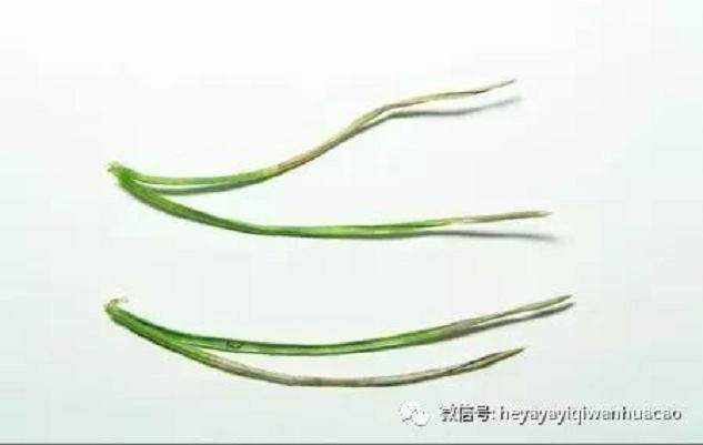 图解 黑松盆景的发病途径及徵状