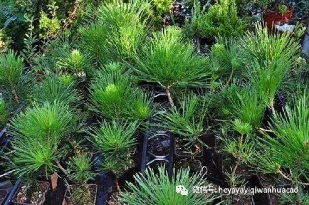 图解 黑松盆景的发病途径及徵状