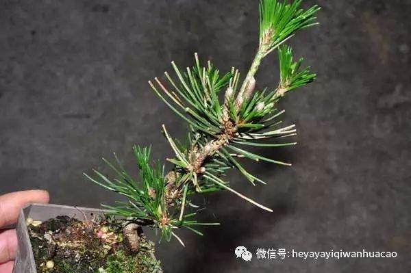 图解 黑松盆景的发病途径及徵状