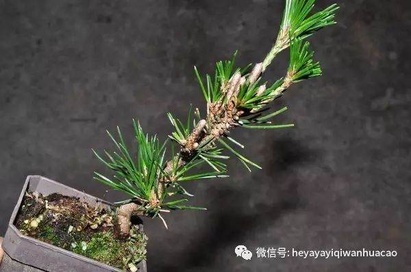 图解 黑松盆景的发病途径及徵状