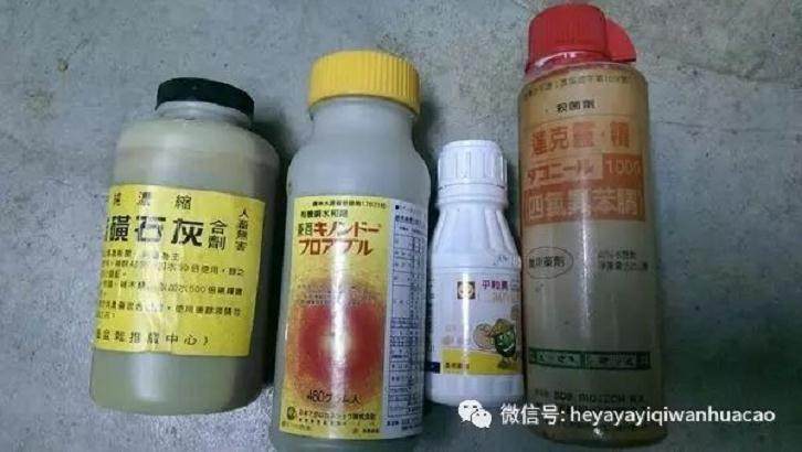 图解 黑松盆景的发病途径及徵状