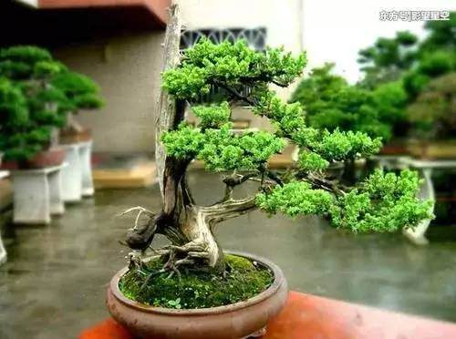 侧柏盆景的制作要多突出其苍劲挺拔