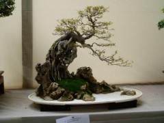 我赞成因材施艺物象合一的盆景创作