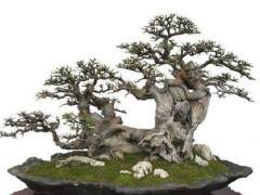 《花木盆景》改版后 我又毫不犹豫地订了盆景赏石版