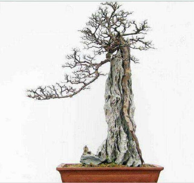 随看时间的推移 我对花木盆景达到了痴迷的程度