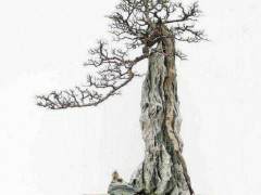 随看时间的推移 我对花木盆景达到了痴迷的程度