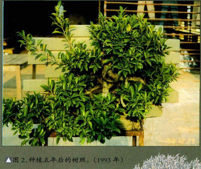 2004年泉州举办全国第六届盆景展