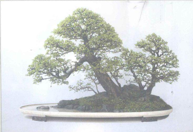 第一次看到赵庆泉先生的水旱盆景《八骏图》