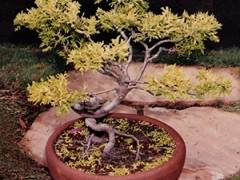 以3.98美元买了2棵小叶柏树盆景