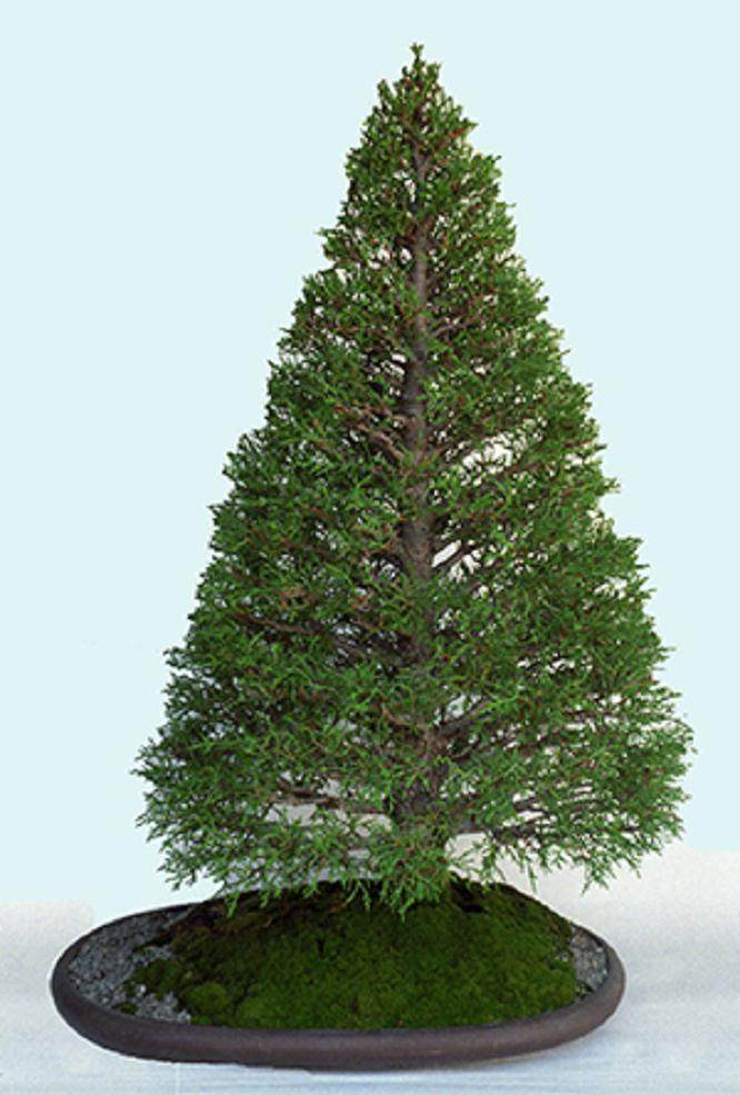 以3.98美元买了2棵小叶柏树盆景