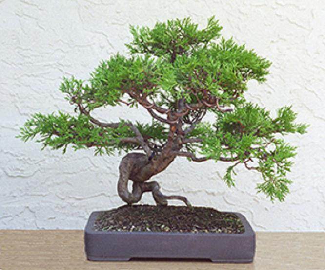 以3.98美元买了2棵小叶柏树盆景