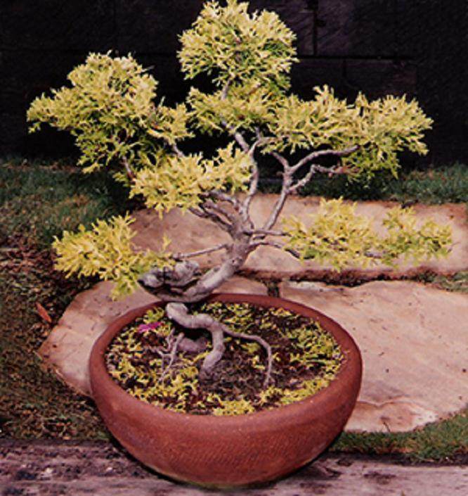 以3.98美元买了2棵小叶柏树盆景