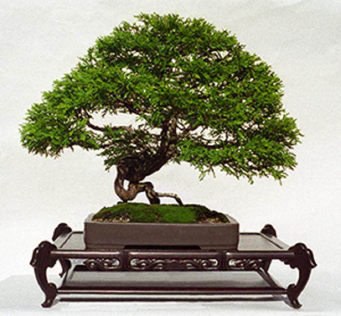 以3.98美元买了2棵小叶柏树盆景