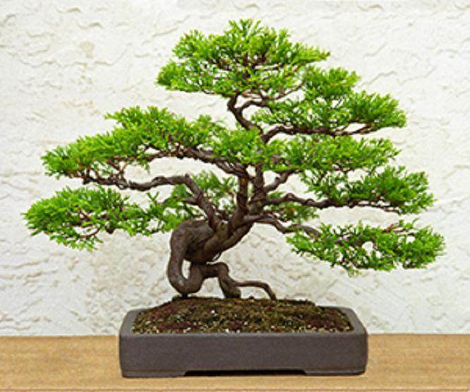 以3.98美元买了2棵小叶柏树盆景