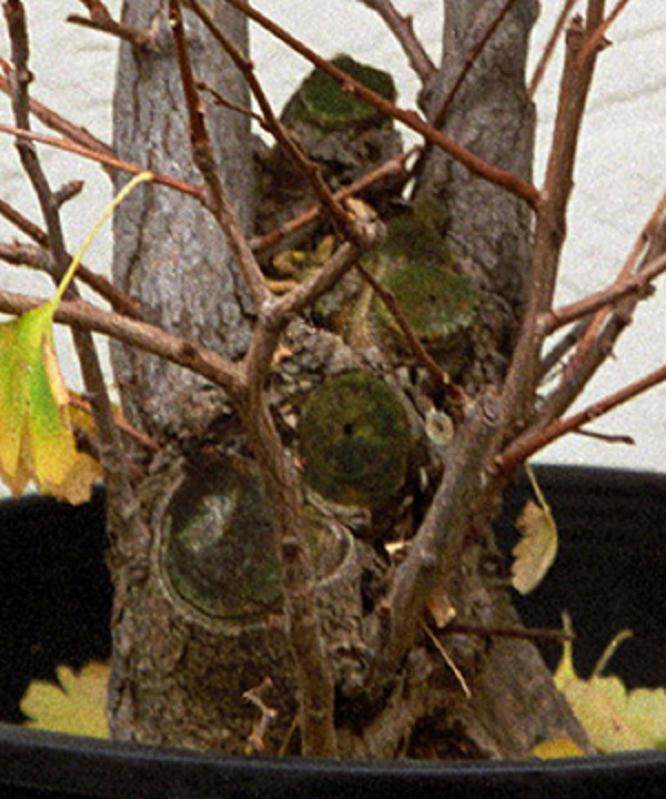 2004年冬季美国盆景学会