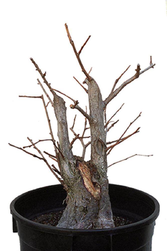 2004年冬季美国盆景学会