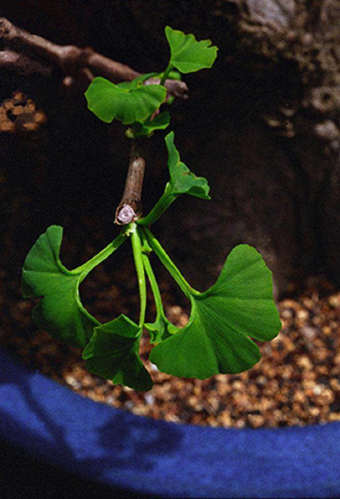 2004年冬季美国盆景学会