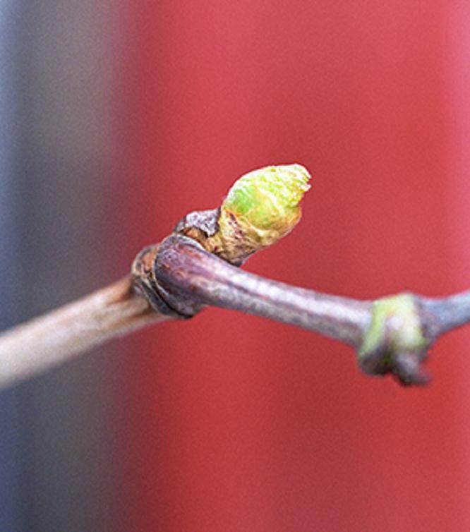 2004年冬季美国盆景学会