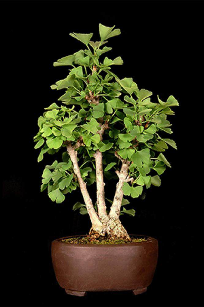 2004年冬季美国盆景学会