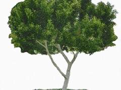 2004年冬季美国盆景学会