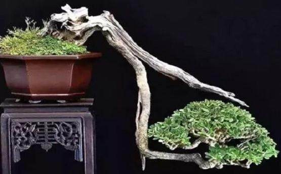 如何弯曲悬崖式盆景?