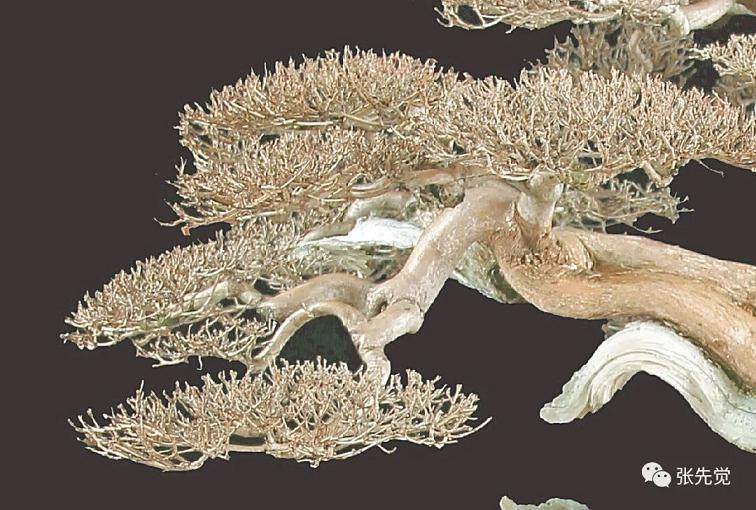 久闻盛名的河南盆景艺术领军人 雷天舟