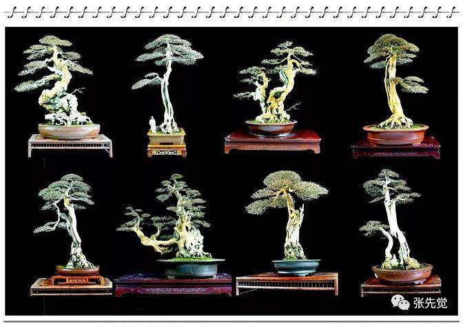 久闻盛名的河南盆景艺术领军人 -- 雷天舟