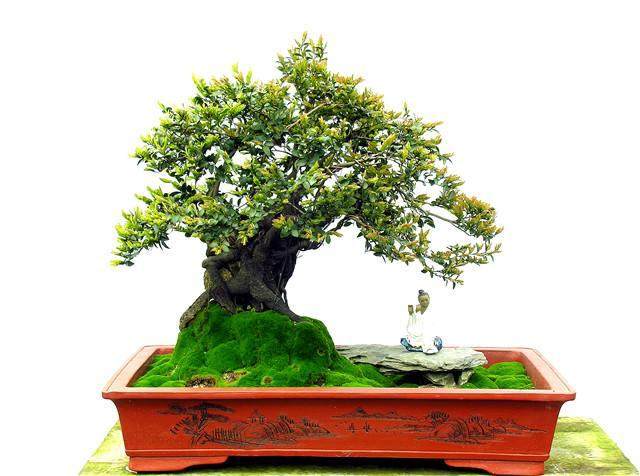 黑骨茶盆景能晒太阳吗?