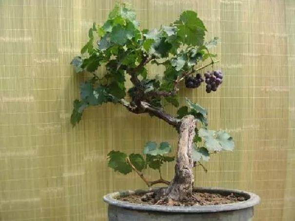 葡萄老桩盆景的制作与鉴赏