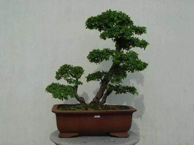 养好雀梅盆景怎么养 有哪些技巧